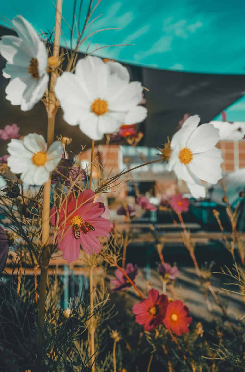 Flower blossoms with bees on the Überseeinsel in Bremen – biodiversity and greenery in the sustainable urban district