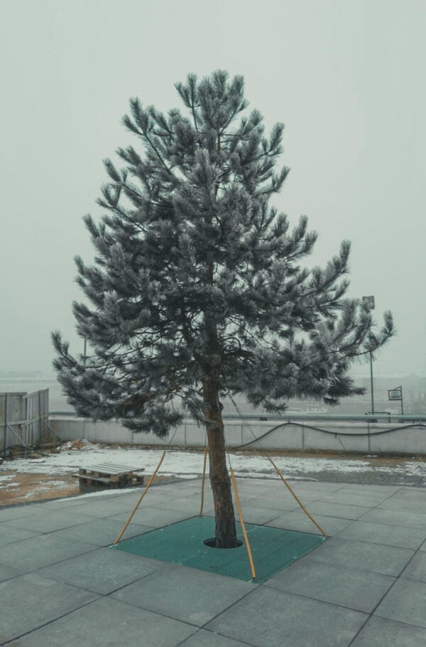 Baum auf der Bremer Überseeinsel in direkter Nähe zum John & Will Hotel – Symbol für das nachhaltige Energiekonzept der gesamten Quartiersentwicklung
